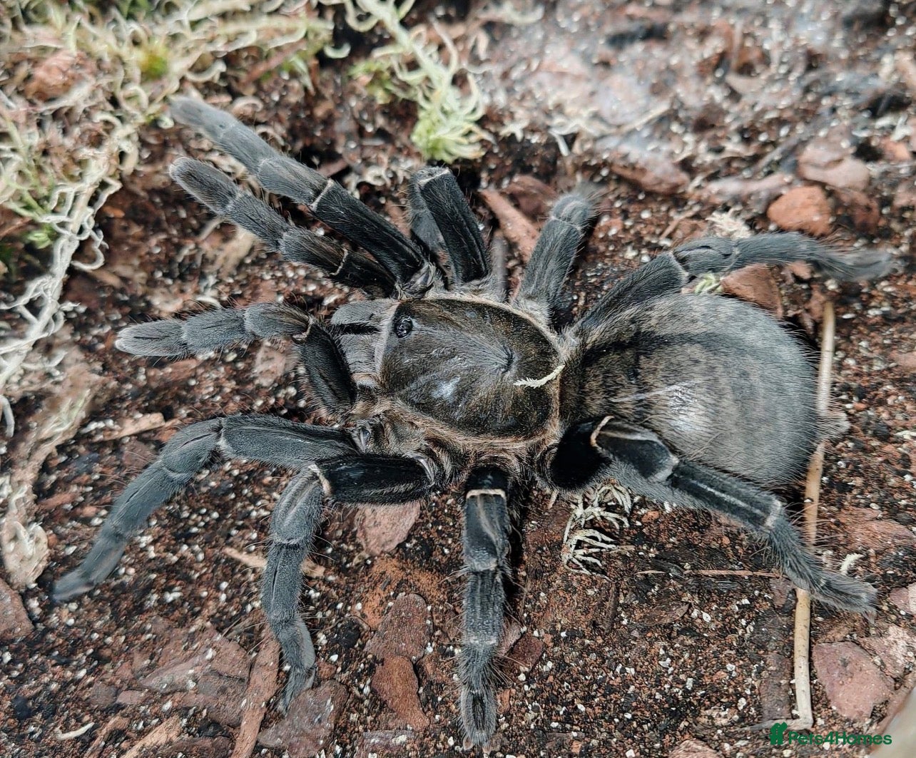 Tarantulas invertebrates Cyriopagopoeus minax (THAI BLACK) 1cm slings   - Advert 6