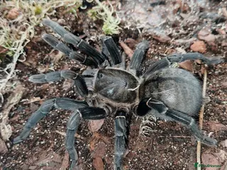 Tarantulas invertebrates Cyriopagopoeus minax (THAI BLACK) 1cm slings - Advert 7