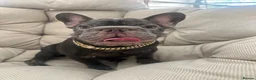 French Bulldog dogs for sale: French Bulldog Blue & Platinum Puppies  - Advert 9