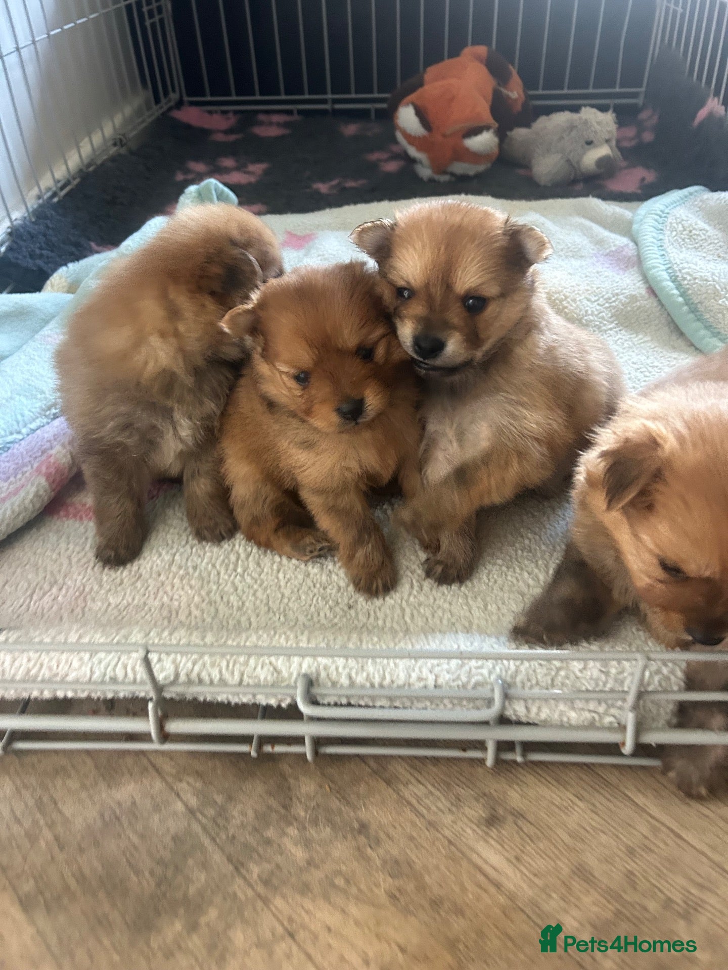 Pomchi dogs Teddy bear Pomeranian puppies - Advert 17