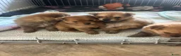 Pomchi dogs for sale: Teddy bear Pomeranian puppies - Advert 1
