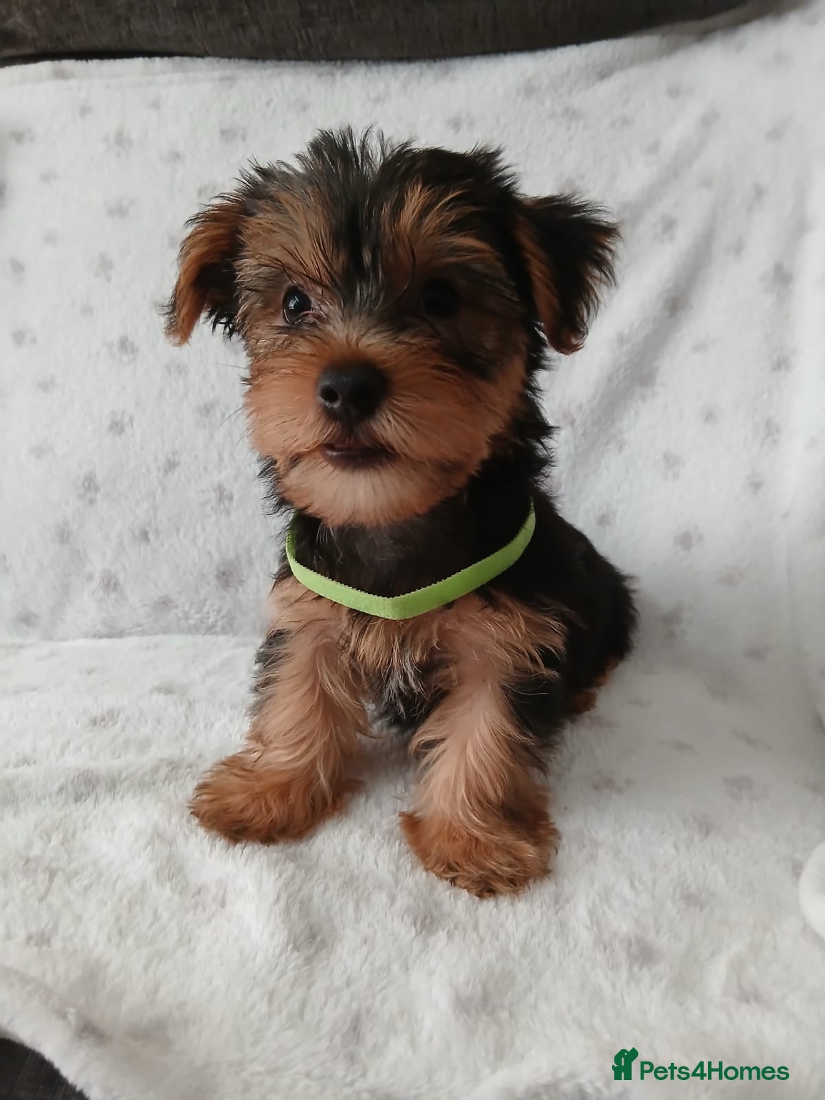 Yorkshire Terrier dogs YORKSHIRE TERRIER BOY PUPPIES READY NOW - Advert 2