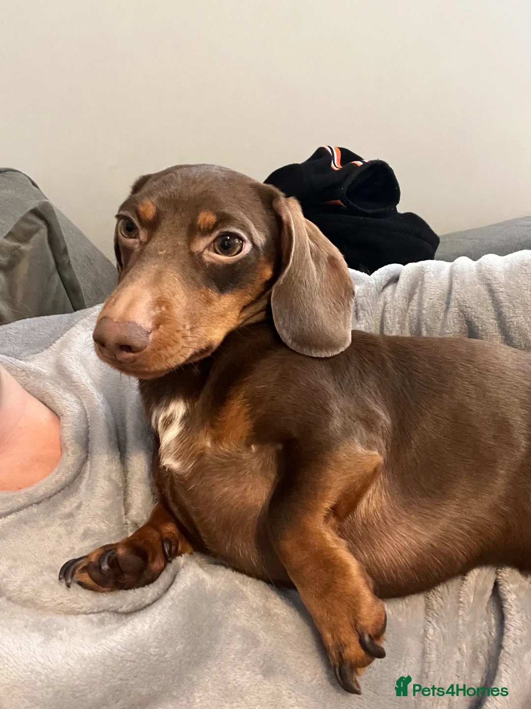 Miniature Dachshund dogs for sale: 2 year old male miniature dachshund  - Advert 2