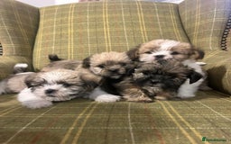 Shorkie dogs for sale: Outstanding Shih Tzu Pups - Image 6