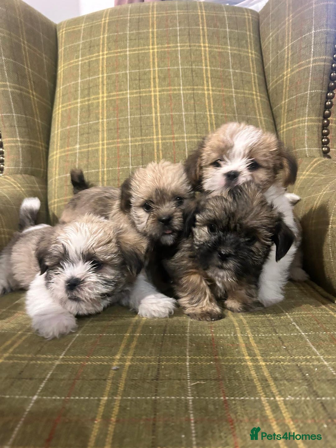 Shorkie dogs for sale: Outstanding Shih Tzu Pups - Image 6