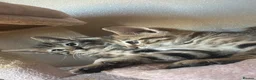 Bengal cats for sale: Bengals  in London - Advert 16
