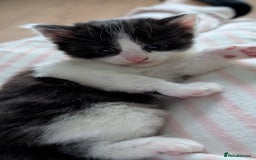 Turkish Angora cats for sale: Beautiful Turkish Angora cross kittens - Image 8