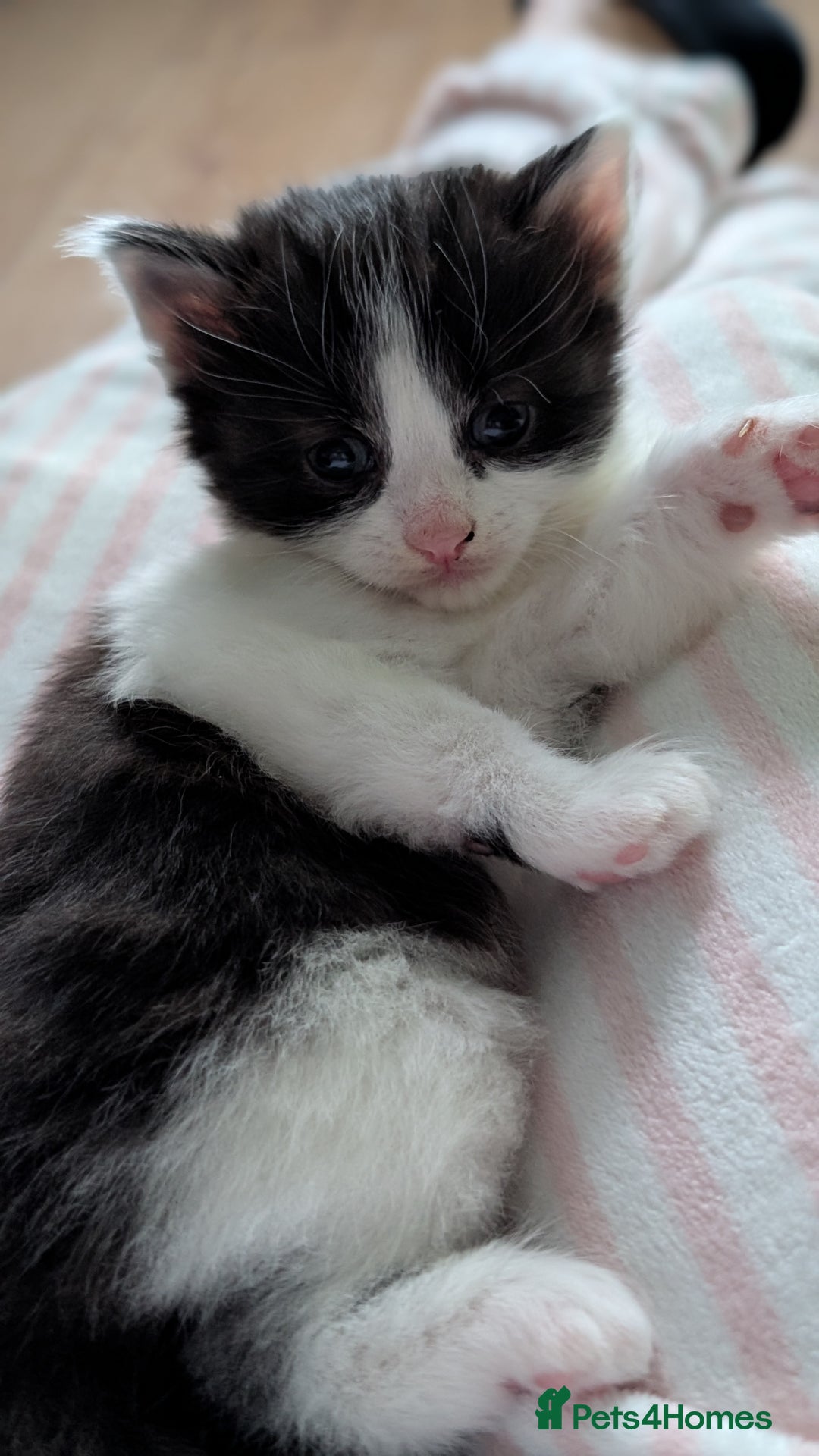 Turkish Angora cats for sale: Beautiful Turkish Angora cross kittens - Image 8