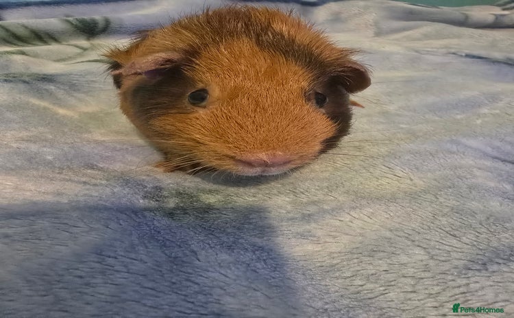 Guinea Pig rodents - Advert 14