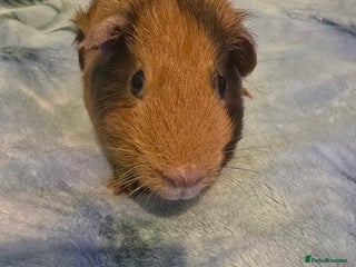 Guinea Pig rodents - Advert 7
