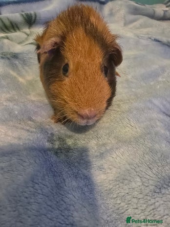 Guinea Pig rodents - Advert 1