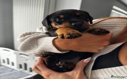 Mixed Breed dogs for sale: Rare hybrid Rottweiler x dachshund pups - Advert 12