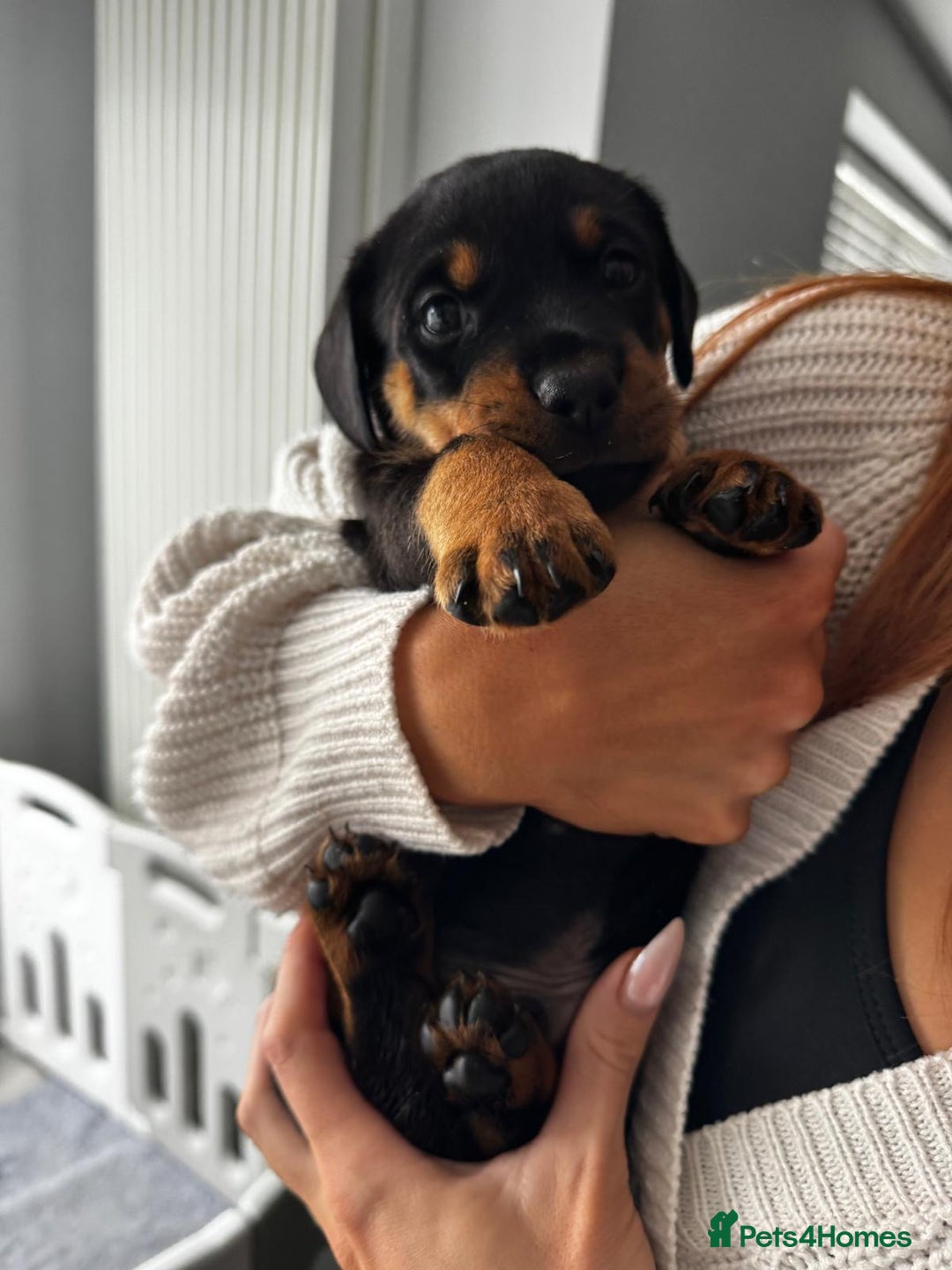 Mixed Breed dogs for sale: Rare hybrid Rottweiler x dachshund pups - Advert 12