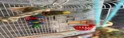 Budgerigars birds for sale: Budgies  - Advert 5