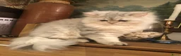 British Shorthair cats for sale: British shorthair kittens  - Advert 12