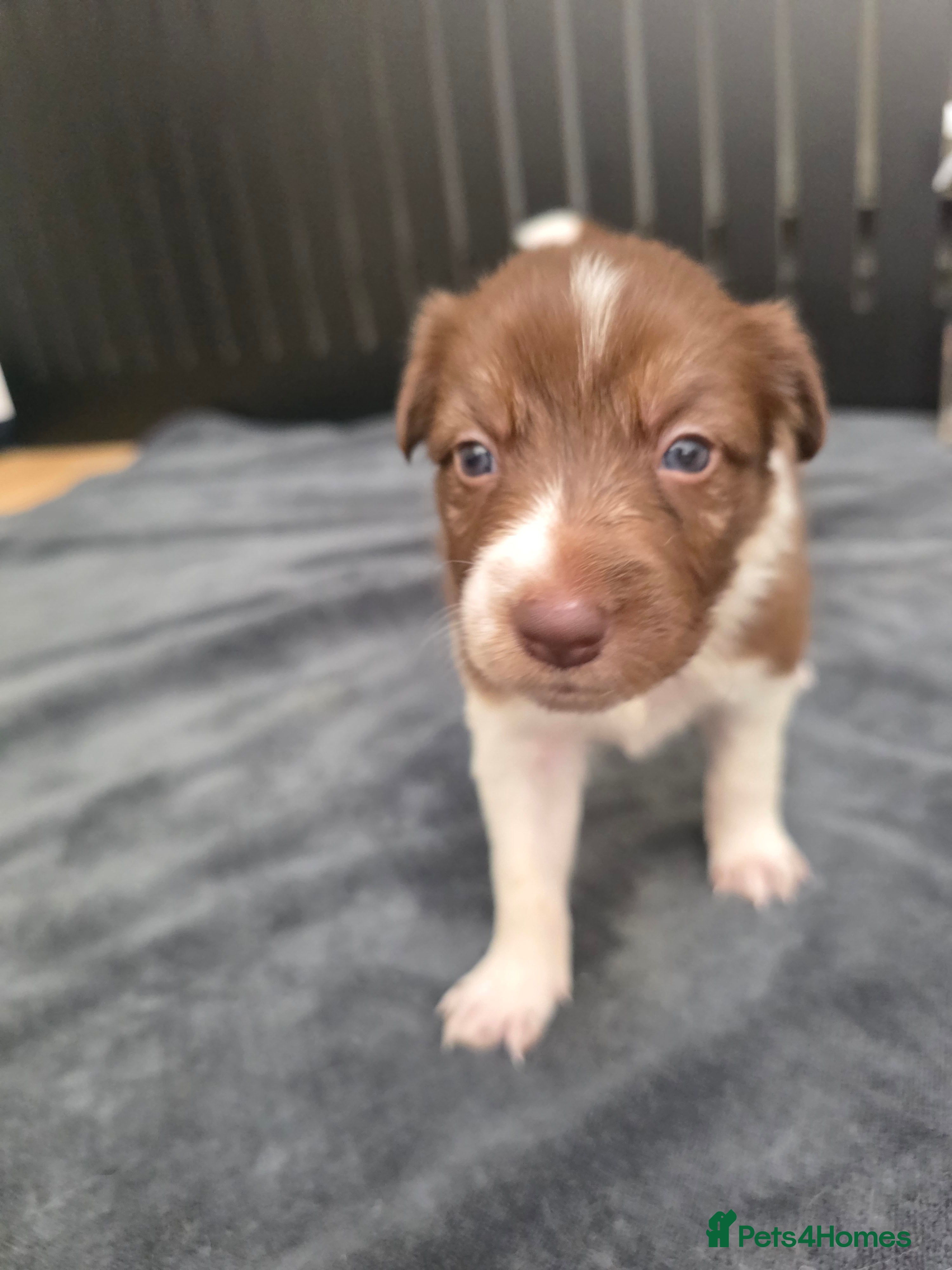 Border Collie dogs Border Collie Puppies  - Advert 2
