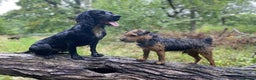 Cocker Spaniel dogs for stud: Working cocker spaniel for stud  in Southam - Advert 8