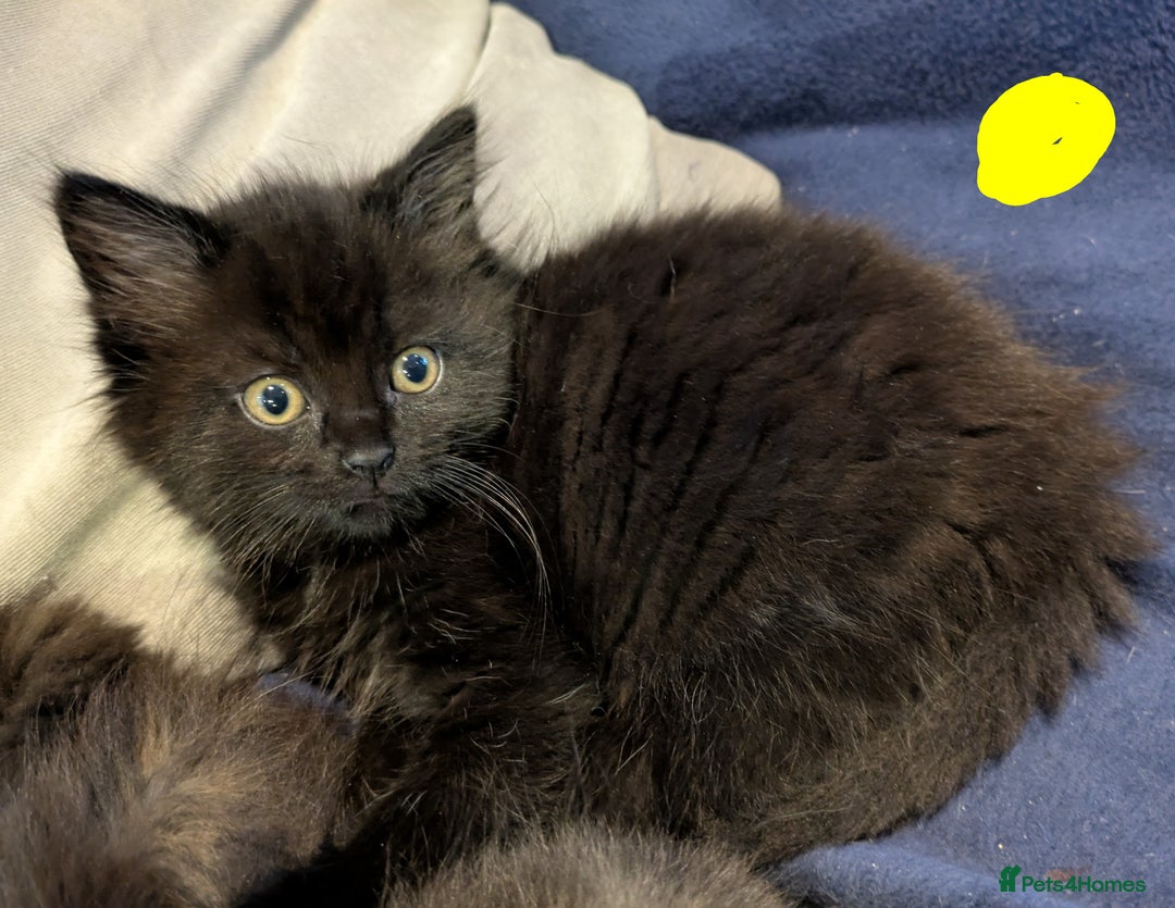 Mixed Breed cats for sale: Beautiful Kittens Ready For Their Forever Homes - Advert 7