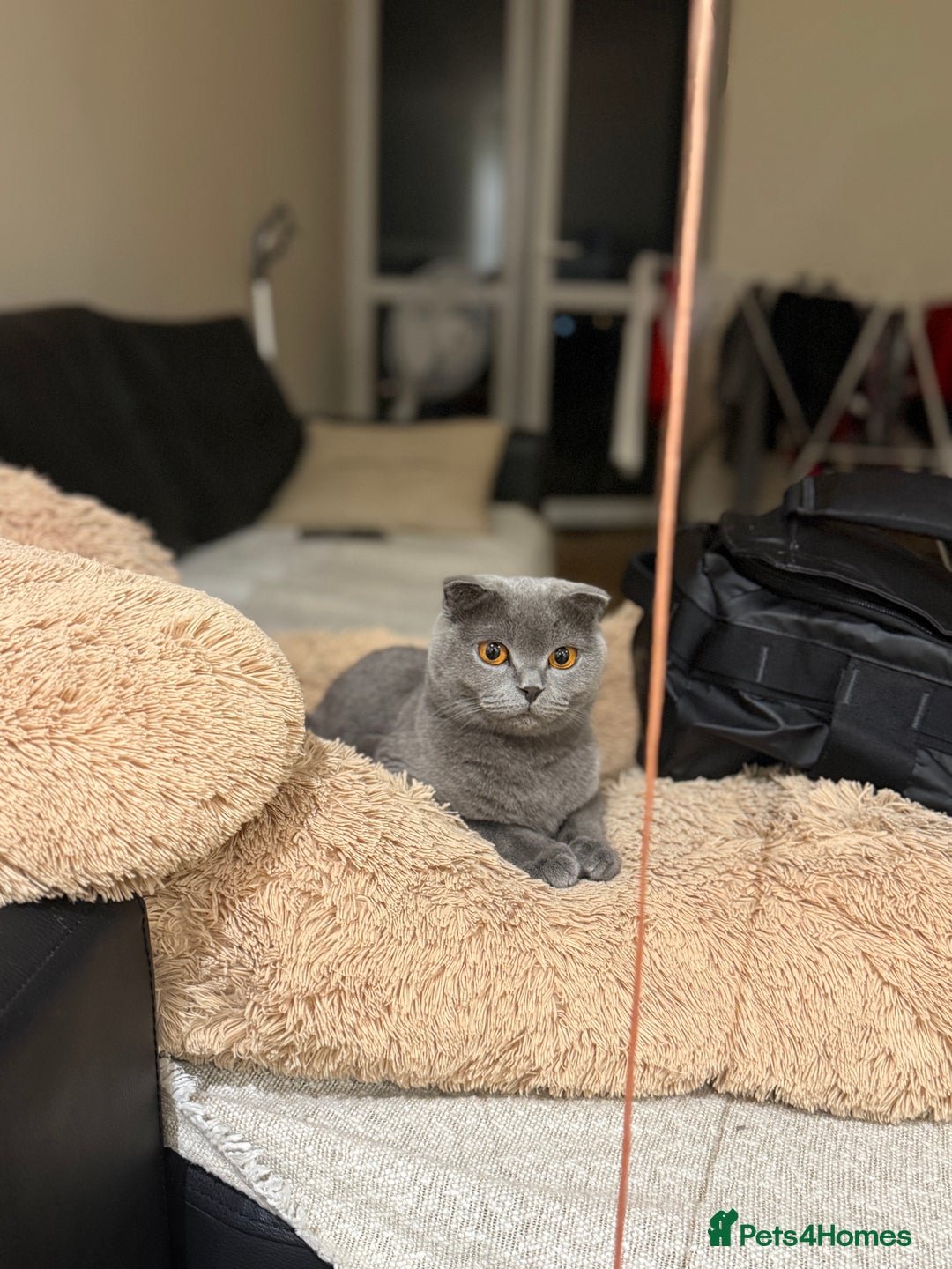 British Shorthair cats for sale: 4 beautiful British shorthair kittens - Advert 2