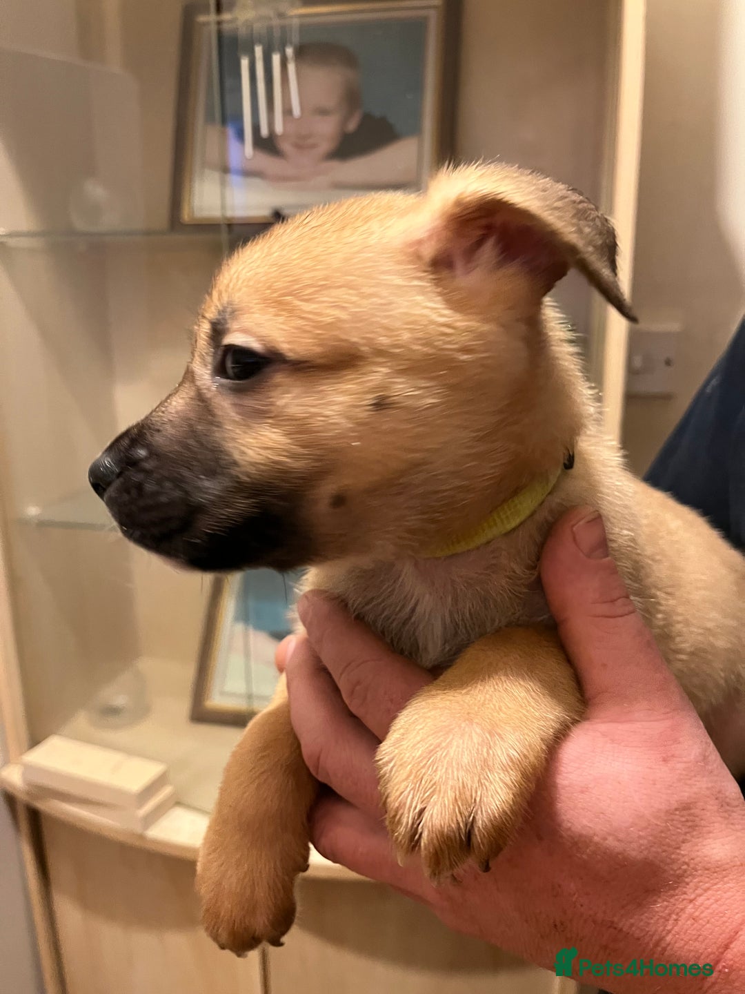 Mixed Breed dogs for sale: 5 beautiful pups remaining 🩷💙 - Advert 9