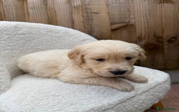 Golden Retriever dogs for sale: Mini golden retrievers very rare Dakota sport  - Image 5