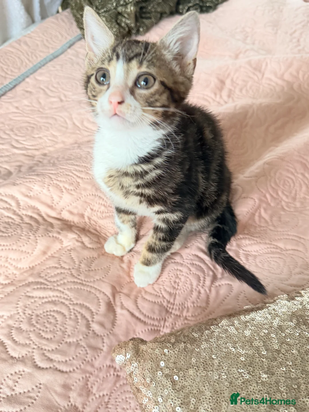 British Shorthair cats for sale: Purr-fect  **  Kittens Ready for new home - Advert 16