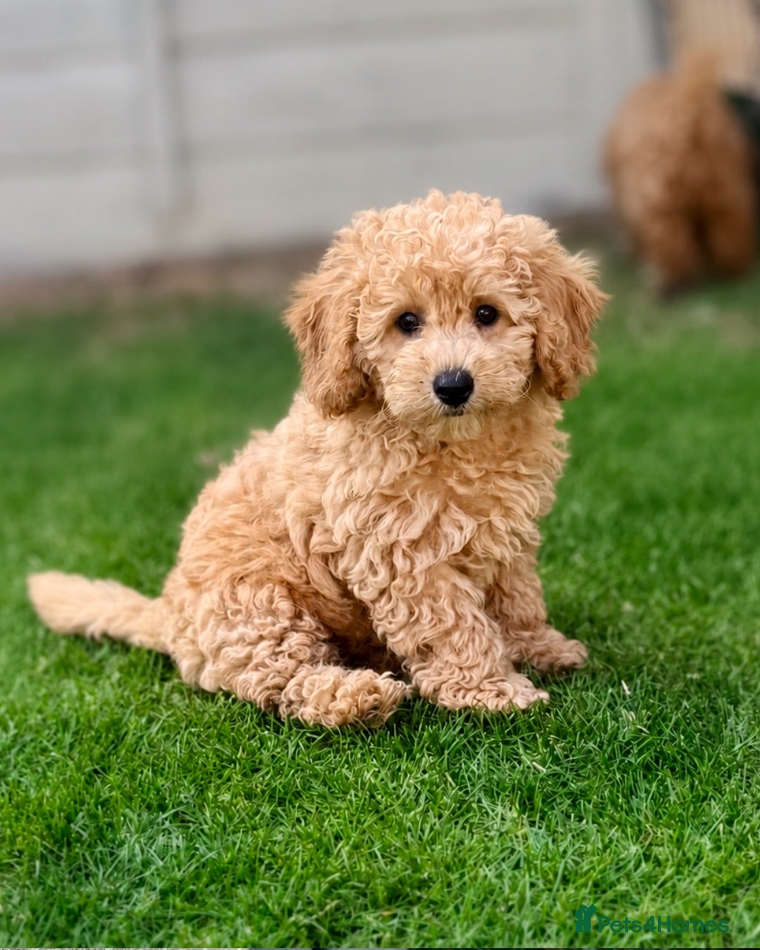 Cavapoo dogs 🐶 GORGEOUS BOY READY NOW 🐶  - Advert 11