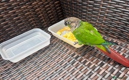 Conures birds for sale: Hand reared very tame conure - Image 12