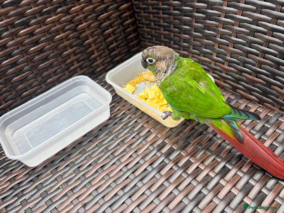 Conures birds for sale: Hand reared very tame conure - Image 12