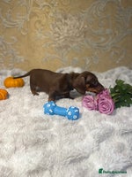 Miniature Dachshund dogs KC registered, PRA Clear!!! Miniature Dachshund - Advert 6
