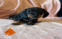 Miniature Dachshund dogs for sale: Miniature dachshunds - Image 11