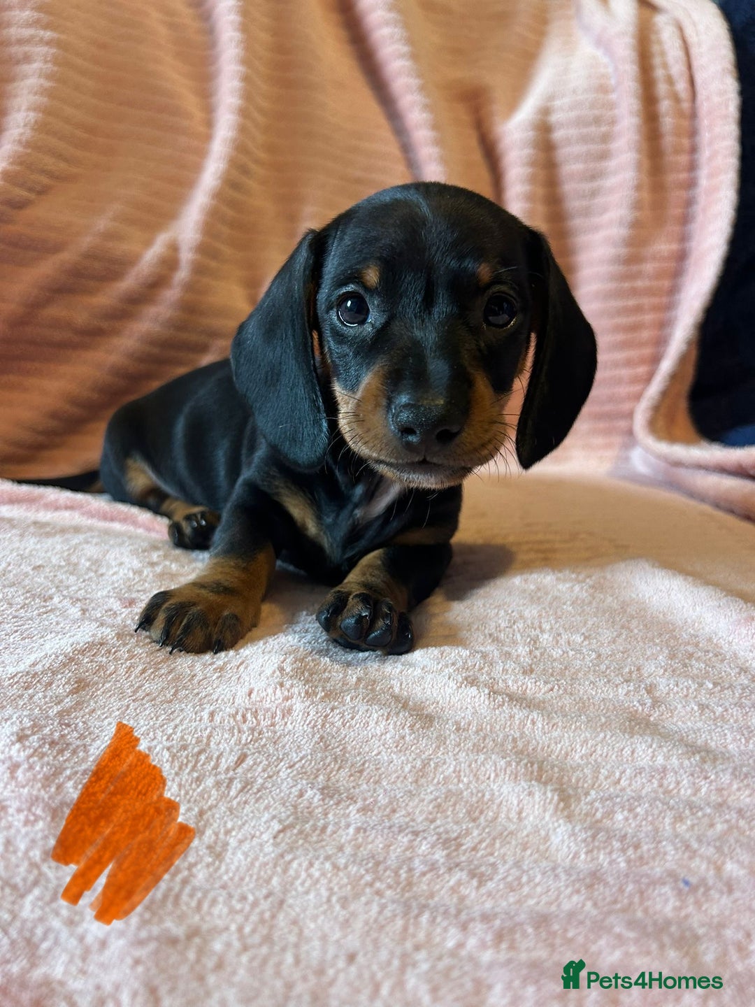 Miniature Dachshund dogs for sale: Miniature dachshunds - Image 11