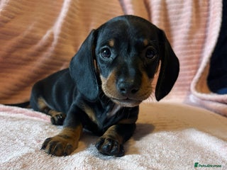 Miniature Dachshund dogs - Advert 4