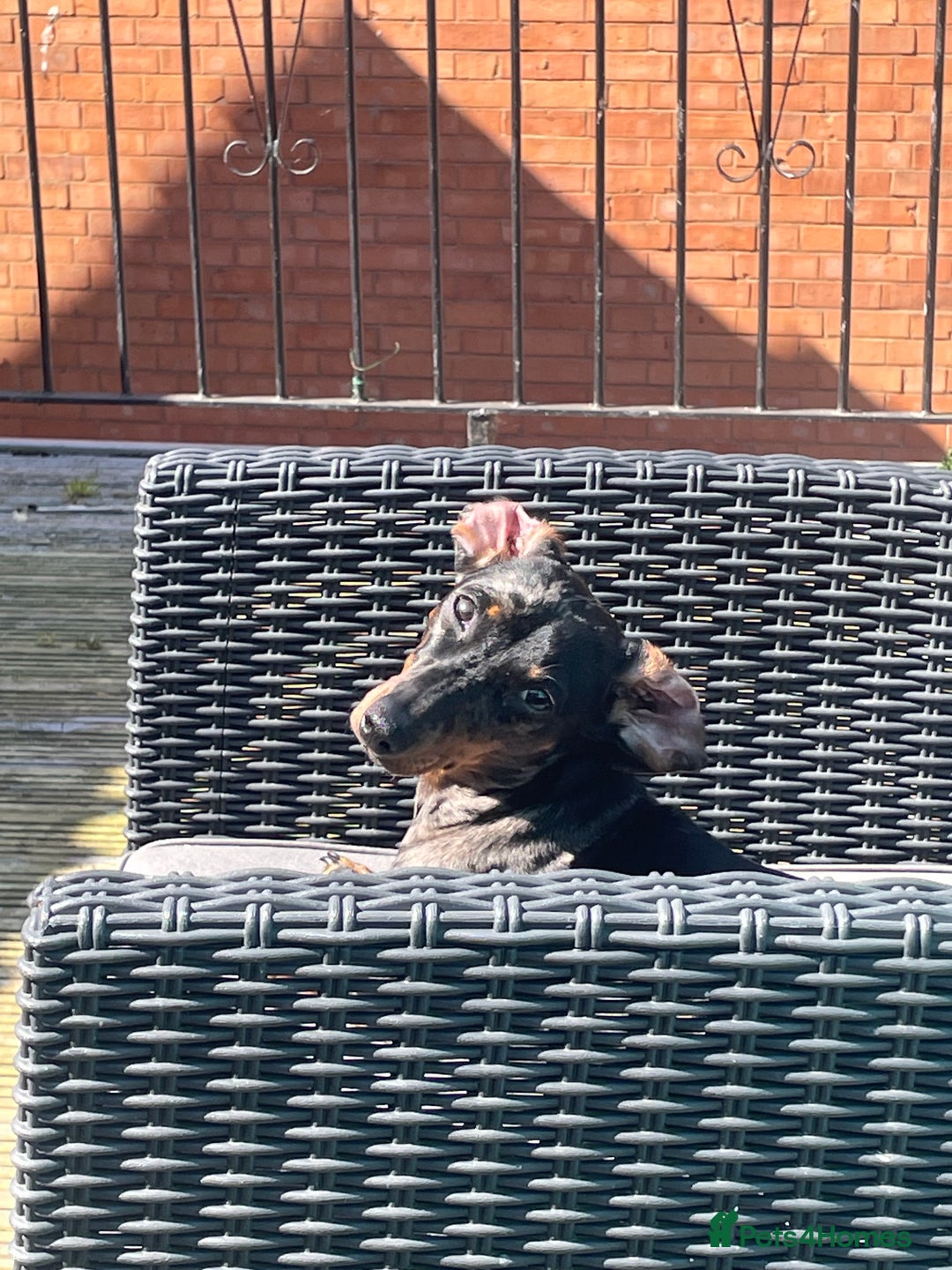 Miniature Dachshund dogs for sale: Miniature dachshund FEMALE  - Image 3