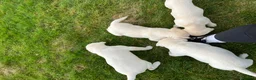 Labrador Retriever dogs for sale: KC reg health tested chunky white Labradors - Advert 21