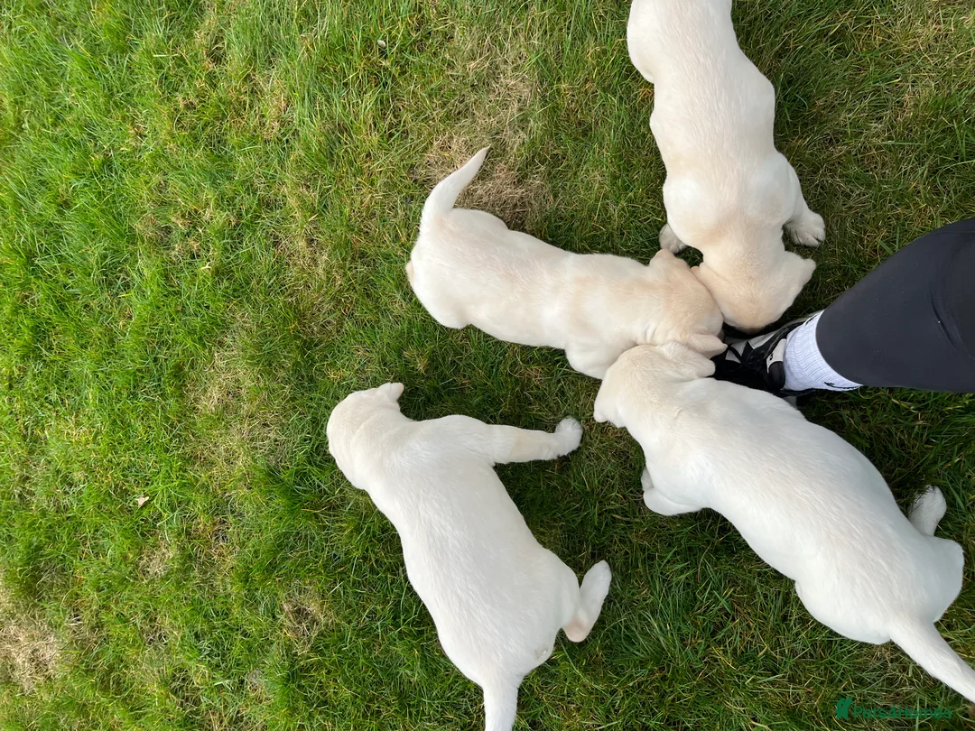 Labrador Retriever dogs for sale: KC reg health tested chunky white Labradors - Advert 21