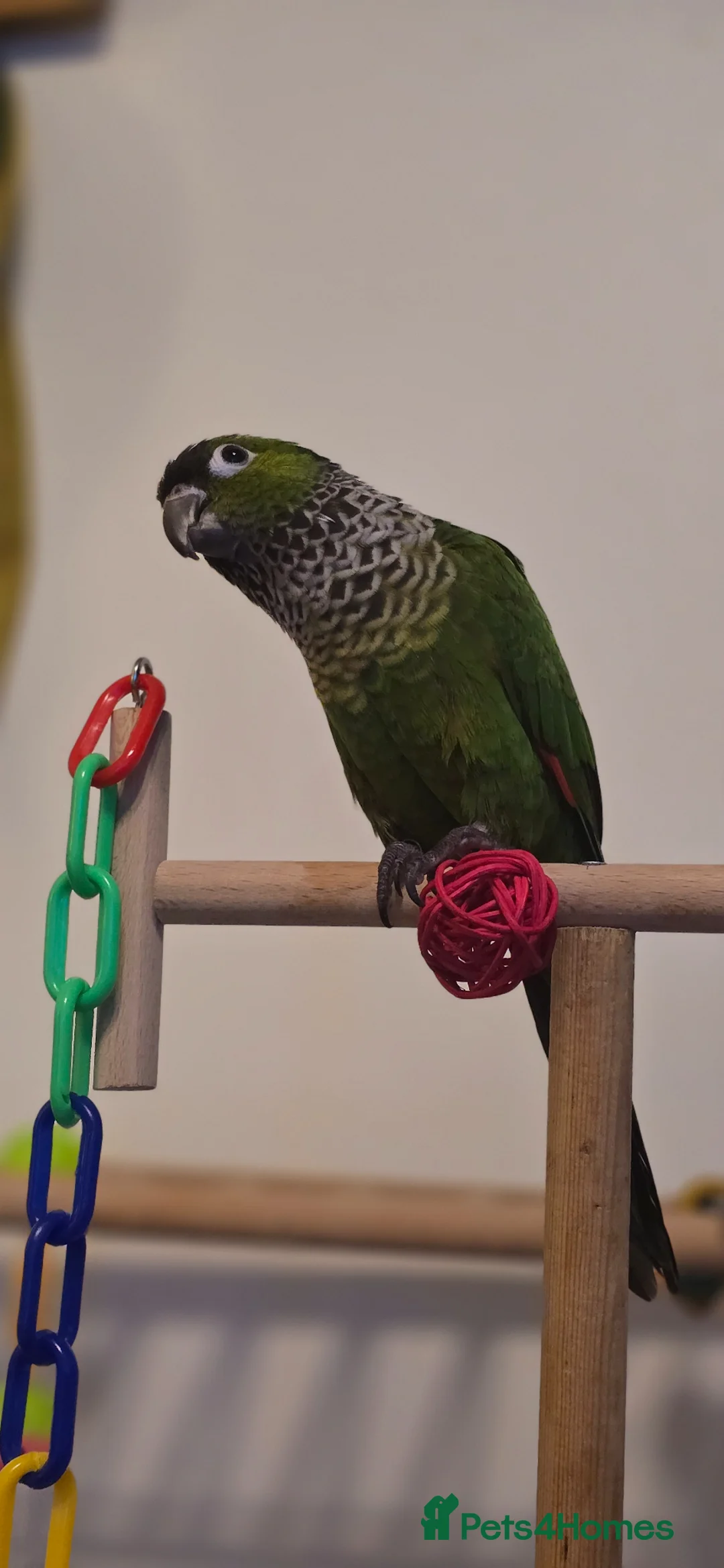Conures birds for sale: (KENZO)Black capped conure. Around 4 years old  - Advert 1
