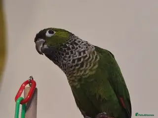 Conures birds (KENZO)Black capped conure. Around 4 years old - Advert 12