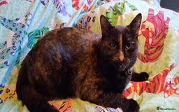 Mixed Breed cats for sale: Daisy - Advert 3