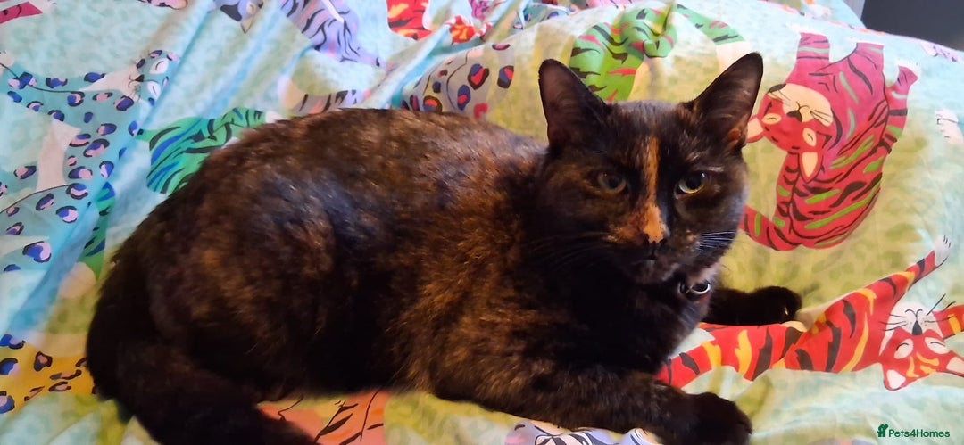 Mixed Breed cats for sale: Daisy - Advert 3