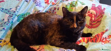 Mixed Breed cats Daisy - Advert 3