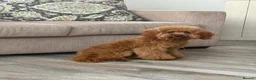Cavapoo dogs for sale: F1 Red Cavapoo puppies ( health tested) - Advert 8