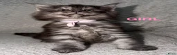 Maine Coon cats for sale: 🐾BEAUTIFUL MAINECOON KITTENS😻 3 BOYS & 2 GIRLS🐾 - Advert 18