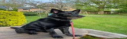 German Shepherd dogs for sale: Laado - gentle loving girl German shepherd in Leicester - Advert 3