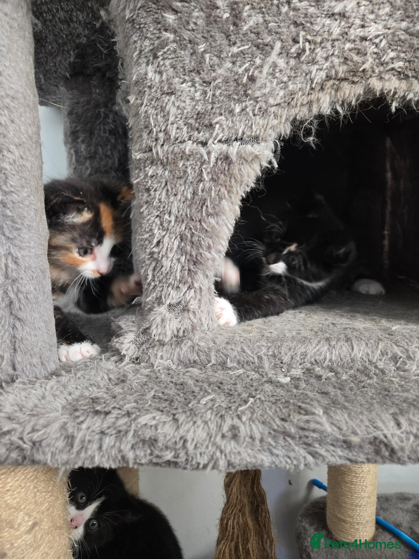 Mixed Breed cats for sale: 3 kittens for sale - Advert 1