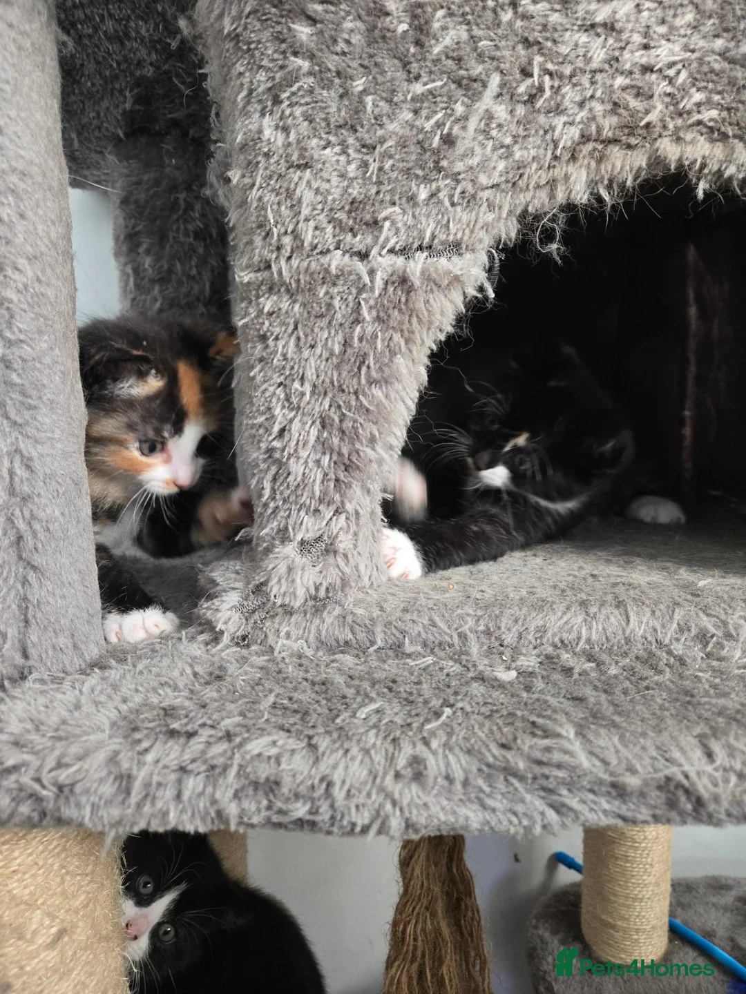 Mixed Breed cats for sale: 3 kittens for sale - Advert 1