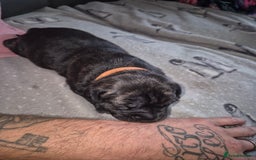 Staffordshire Bull Terrier dogs for sale: 2 female staffies  - Image 18
