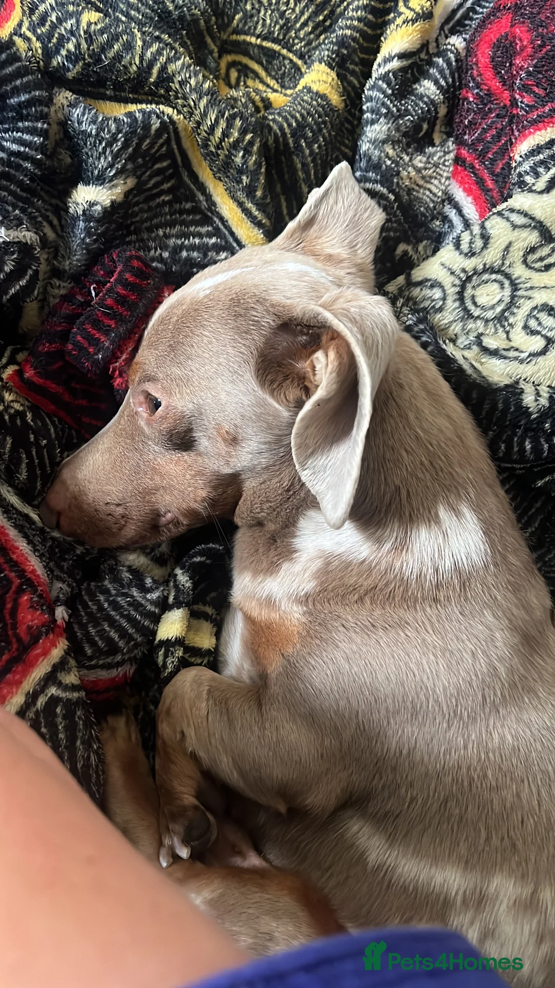 Miniature Dachshund dogs for stud: Tiny Miniature Dachshund Dapple for stud - Advert 5