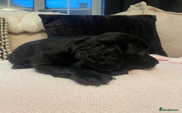 Cockapoo dogs for sale: 4 Stunning and Healthy cockapoos *2 girls 2boys* - Image 4