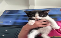 Domestic Shorthair cats for sale: 4 beautiful kittens   - Image 4